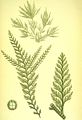 Halopteris filicina1